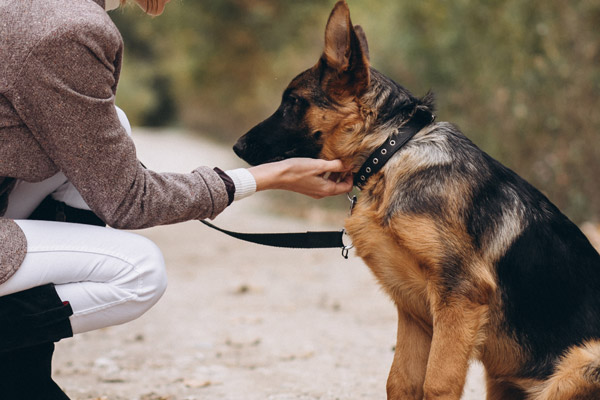 Propriétaire d’un chien